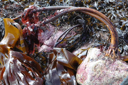 Laminaria hyperborea