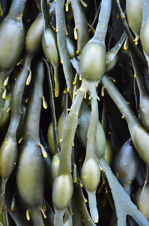 Ascophyllum nodosum © M.D. Guiry