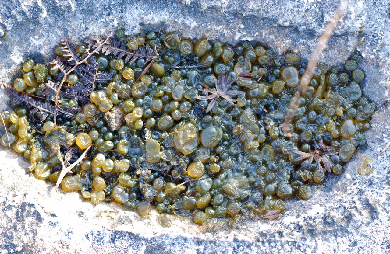 Blue-green alga. South Africa
