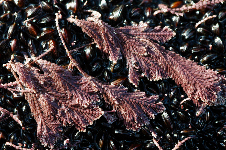 Ellisolandia elongata