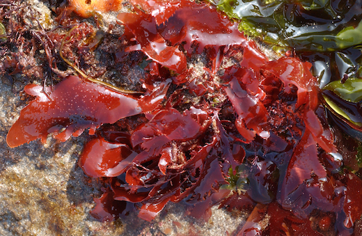 Fucus vesiculosus