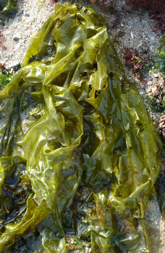 Cladophora rupestris