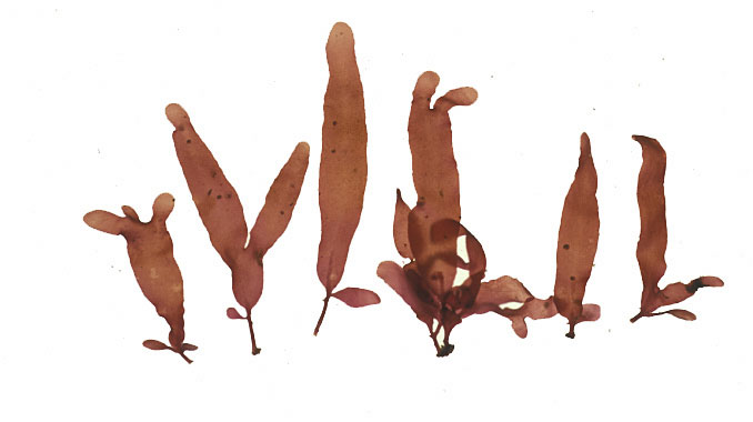 Erythrodermis traillii