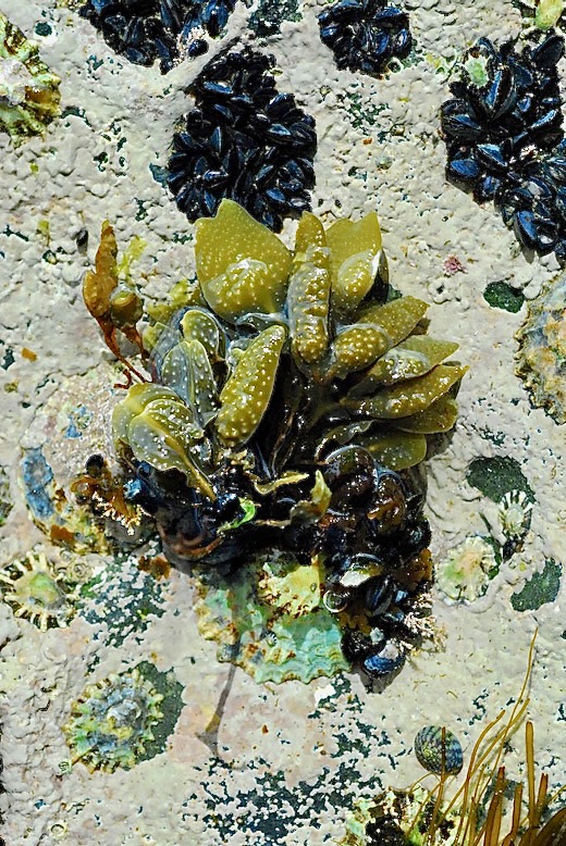 Fucus spiralis