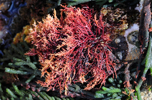 Seaweed.ie :: are seaweeds?