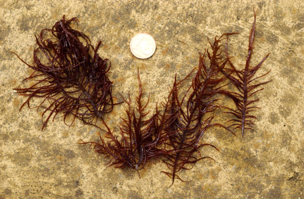 Grateloupia filicina