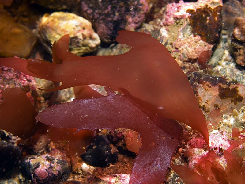 Halarachnion ligulatum