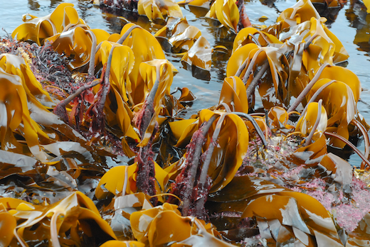 Laminaria hyperborea
