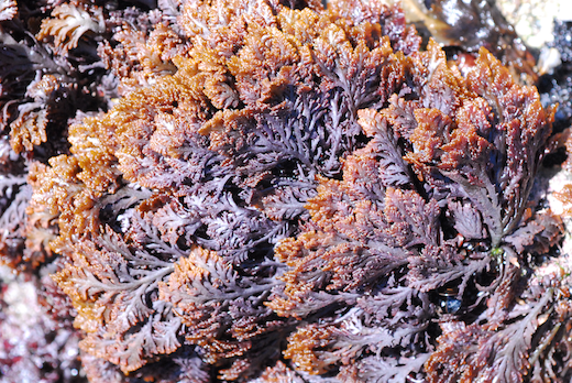Schmitzia hiscockiana