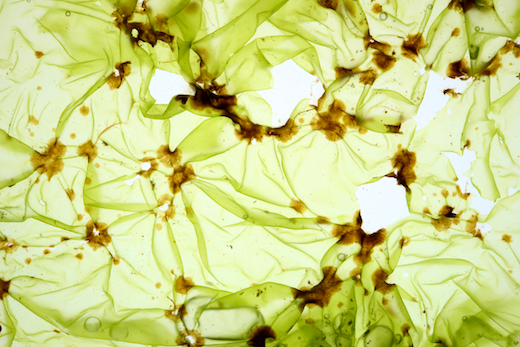 Myrionema strangulans © M.D. Guiry