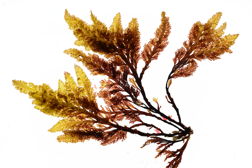 Osmundea osmunda © M.D. Guiry
