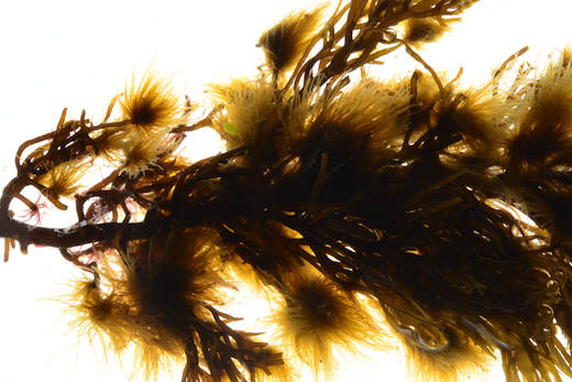 Sphacelaria cirrosa © M.D. Guiry