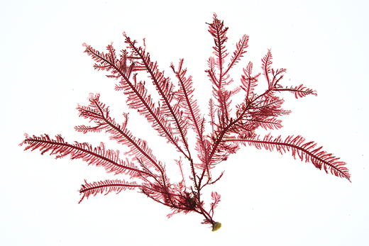 Schmitzia hiscockiana