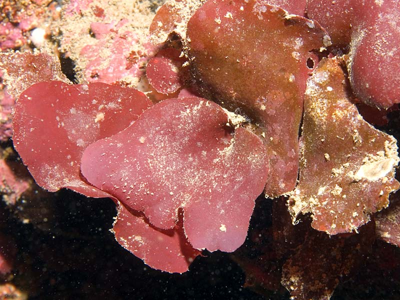Meredithia microphylla