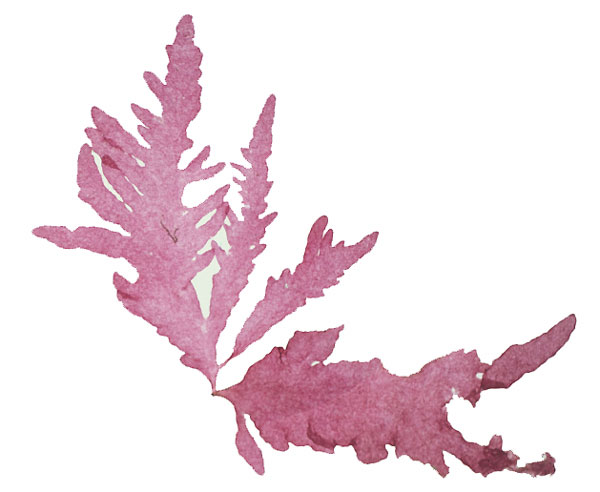 Schmitzia hiscockiana