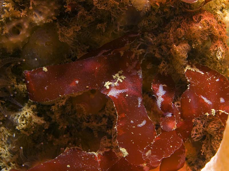 Schottera nicaeensis