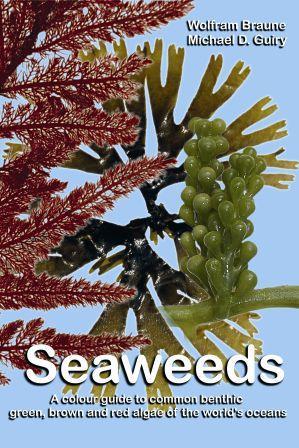 Seaweeds