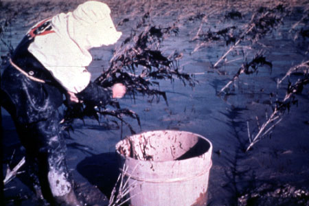 Traditional nori cultivation in Japan