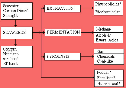 Diagram of seaweed uses