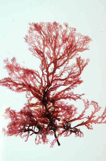 Sphaerococcus coronopifolius
