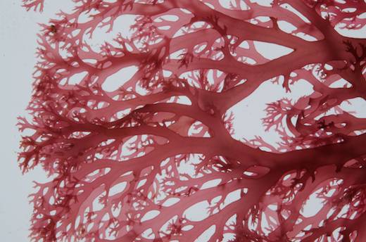 Sphaerococcus coronopifolius