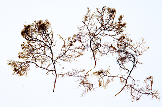 Ahnfeltia plicata