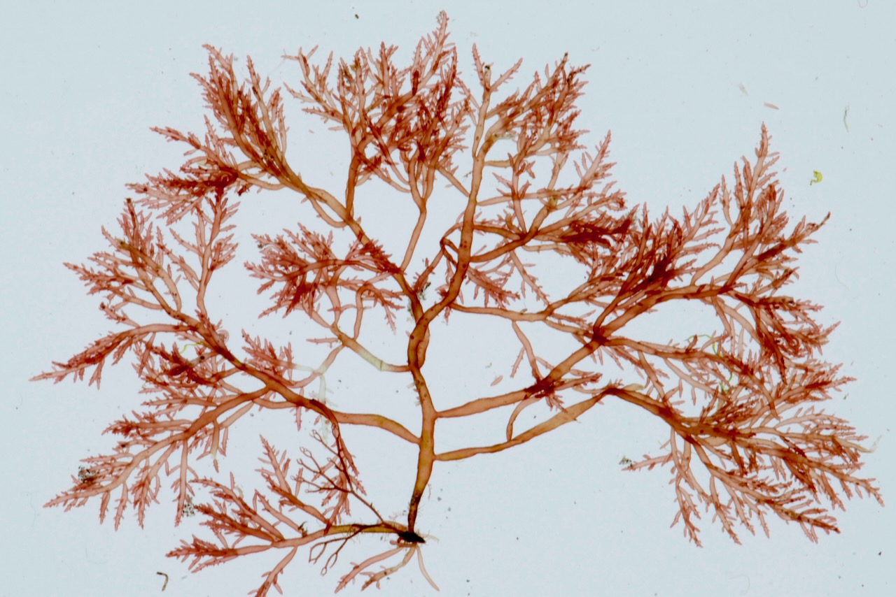 Lomentaria clavellosa © M.D. Guiry