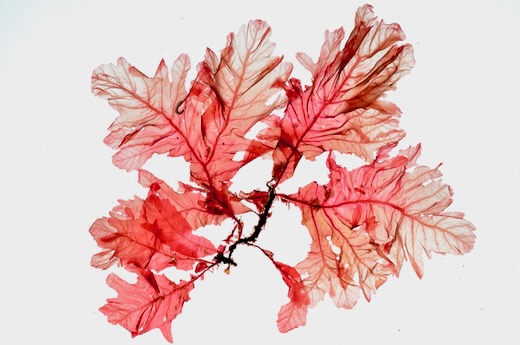 Phycodrys rubens M.D. Guiry