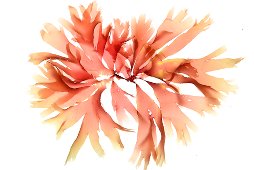 Callophyllis laciniata © M.D. Guiry