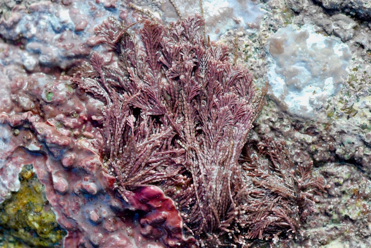 Ellisolandia elongata