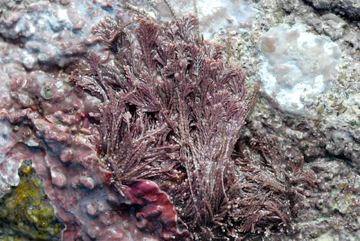 Corallina elongata