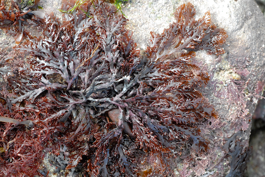Schmitzia hiscockiana