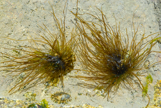 Scytosiphon lomentaria