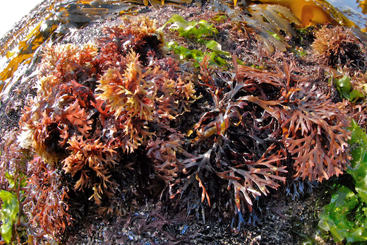 Chondrus crispus Stackhouse