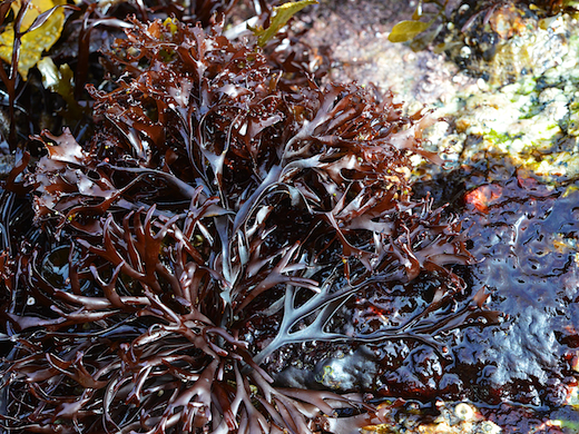 Seaweed Descriptions And Pictures Seaweed Descriptions And Pictures