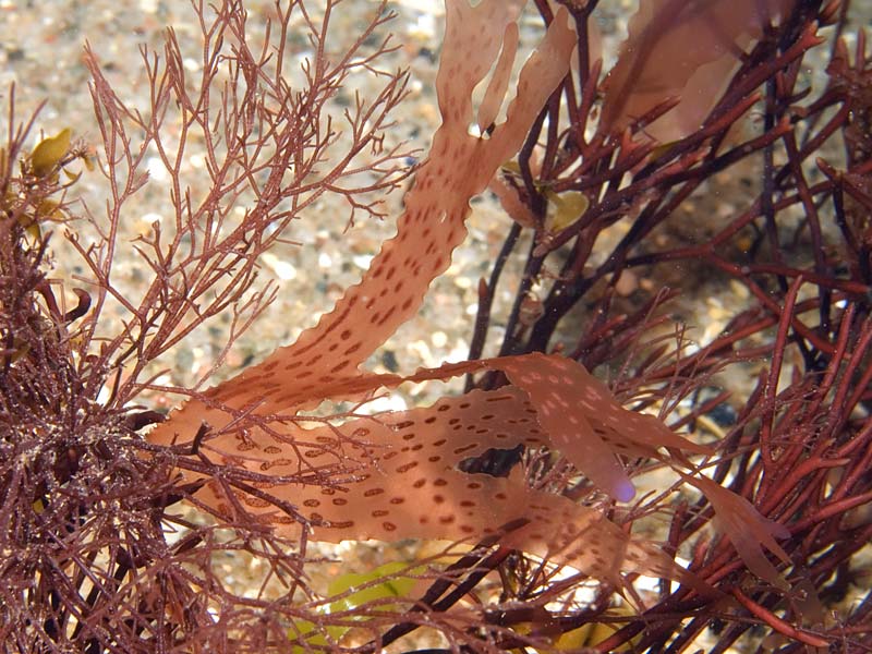Callophyllis laciniata